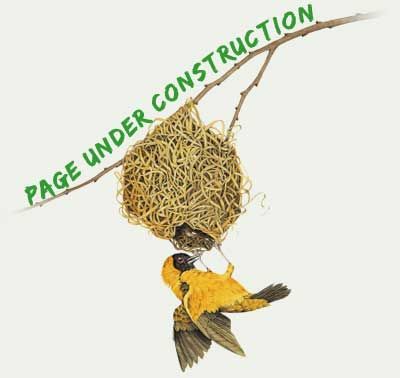page under construction